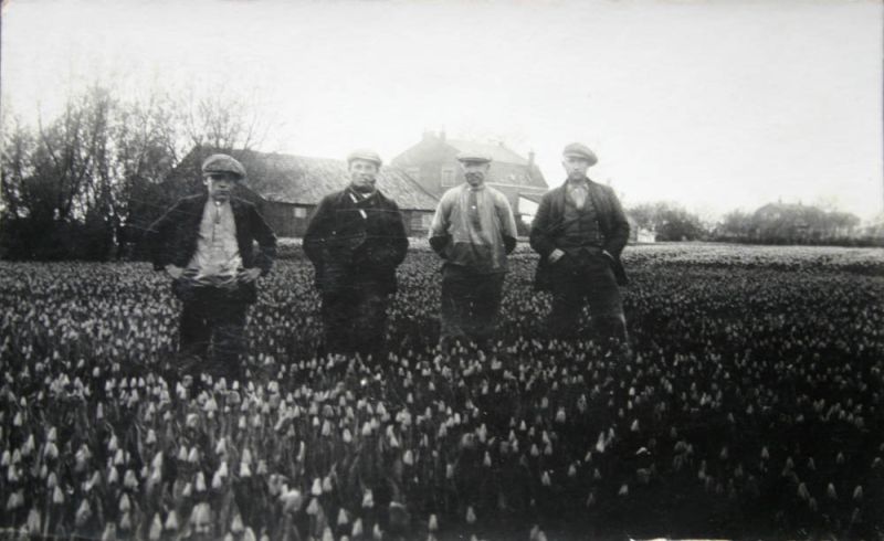 Bloemenkwekerij Arie de Vries PZn