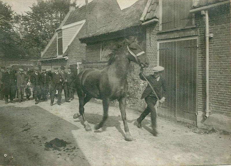 Paardenmarkt 1900 tot en met 1919