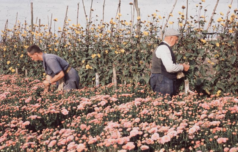 Bloemenkwekerij gebr. van Dijk