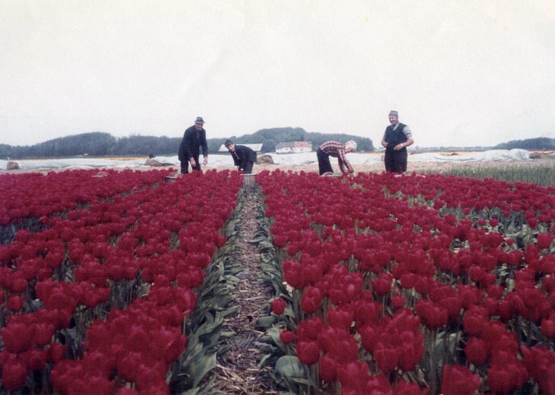 Bloemenkweker Arie van der Nagel