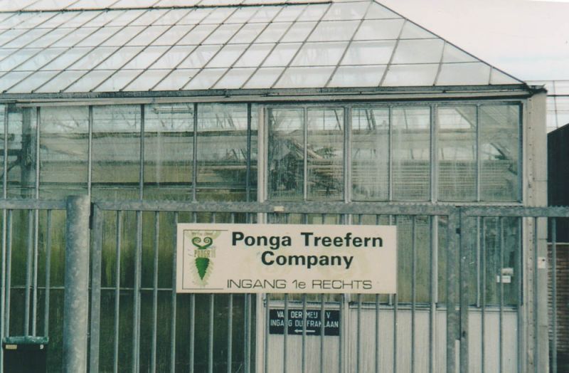 Ponga Treefern Company